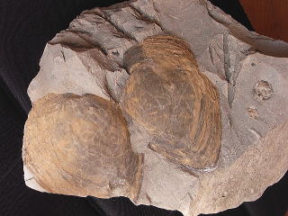 母岩は最高に硬く重いノジュール】化石二枚貝日本岐阜県瑞浪産