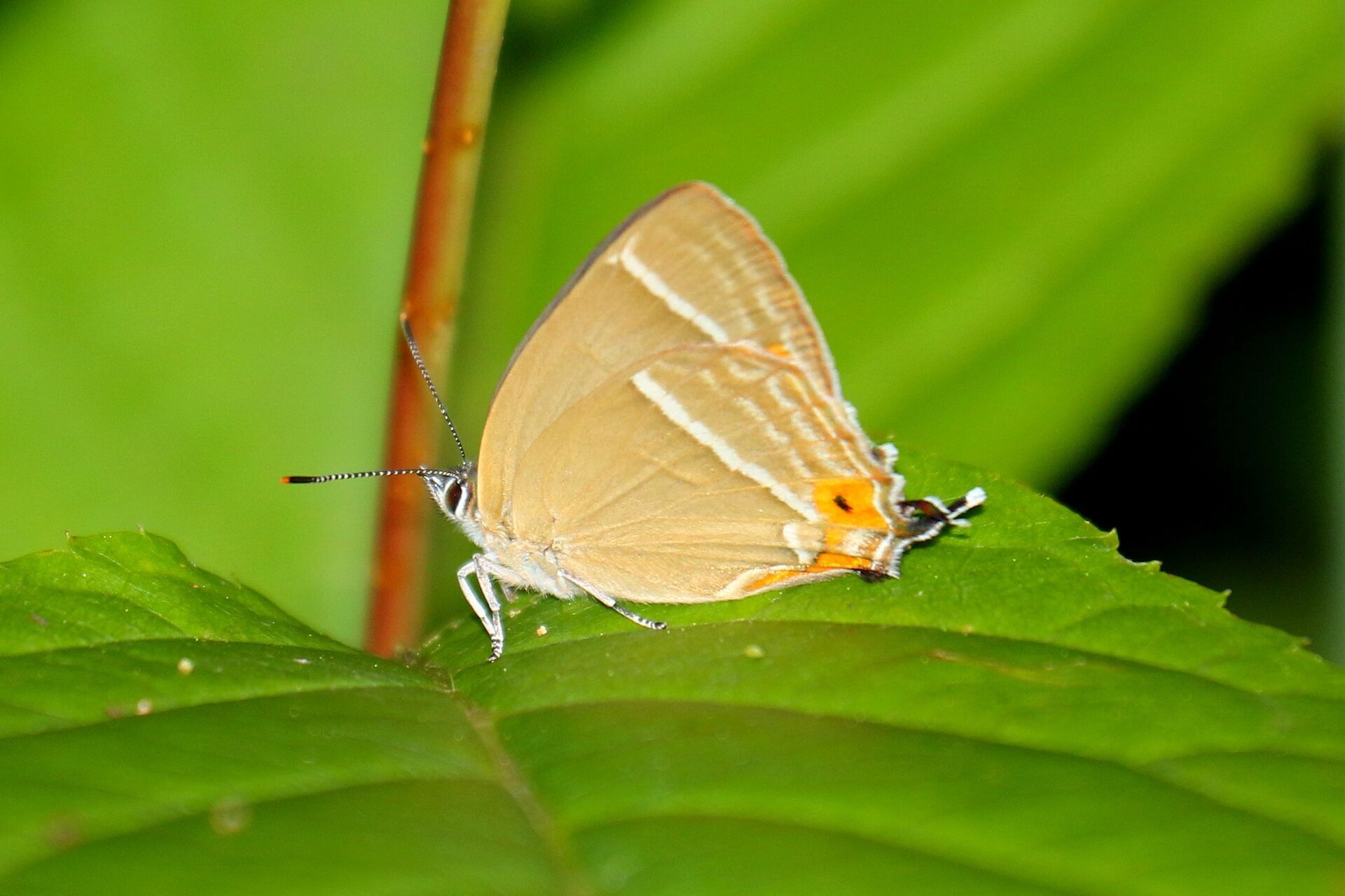 蝶標本 プレポナ アグリアス/アカルリオビタテハ/アミドンミイロタテハ