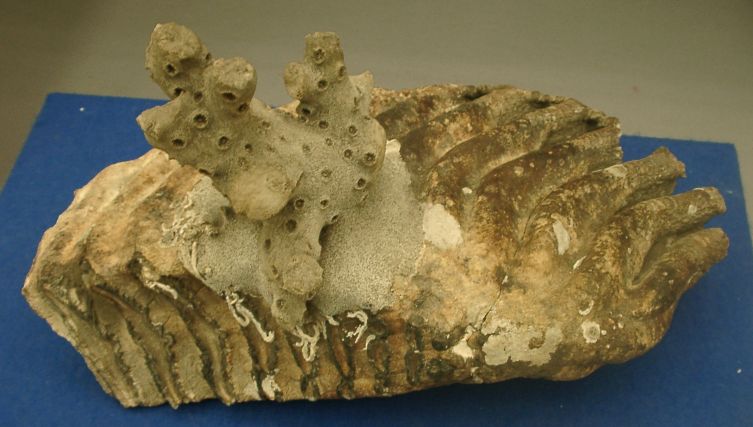 希少）マンモス ナウマンゾウ 歯化石 臼歯 Yahoo!オークション - 化石