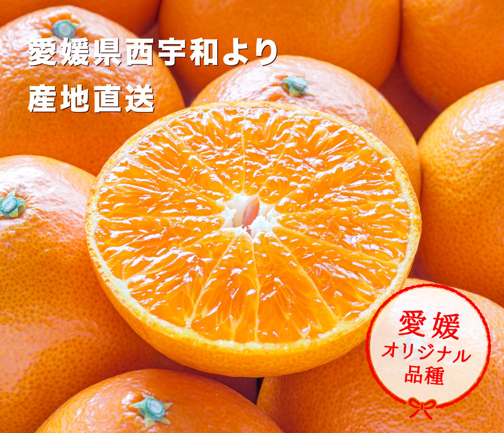 期待の新品種『愛媛プリンセス』を愛媛西宇和地方より産地直送