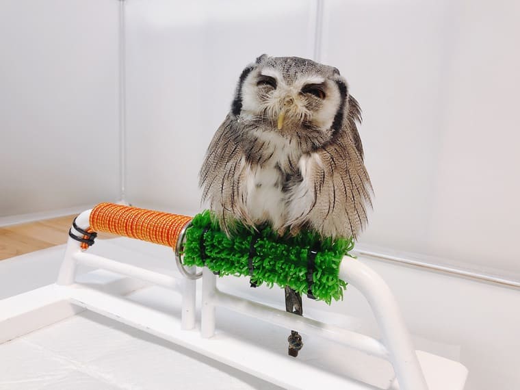 極小型猛禽パーチ、ファルコンブロックB