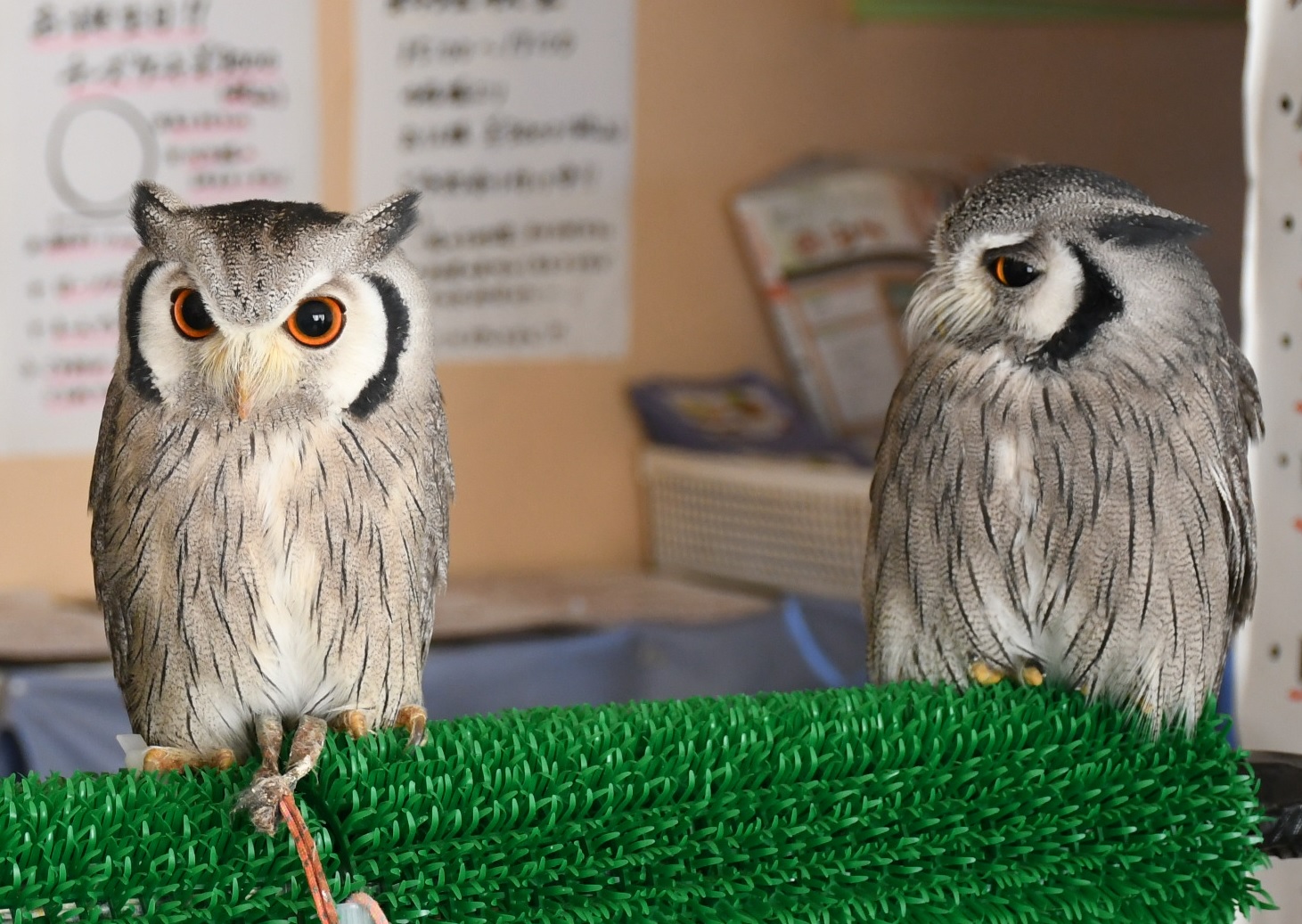 同じ種類でこんなに違う？！フクロウの個体差をアフリカオオコノハズク