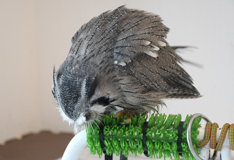 猛禽類パーチ 止まり木 人工芝付き 猛禽類パーチ 止まり木 人工芝付き