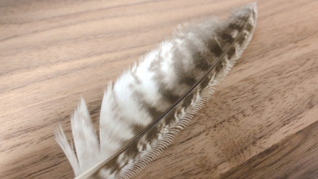 フクロウの羽根｜静かに飛べる理由はギザギザ構造【セレーション