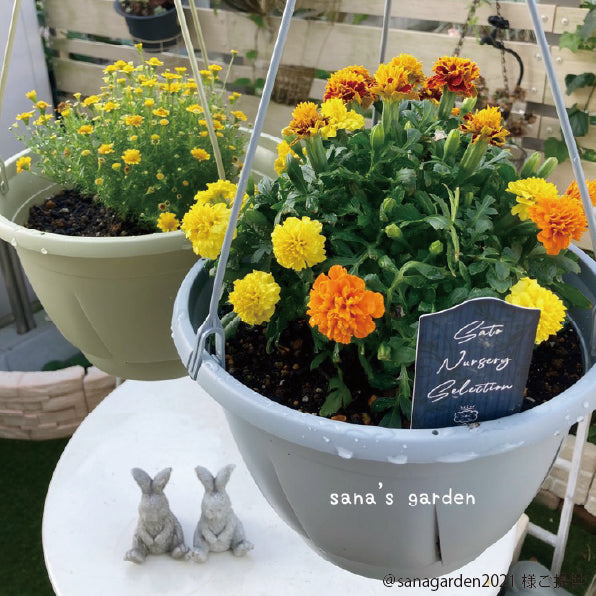 USH-25 ライトアーミー【スリット鉢】【カーメン君カラー】 – KUROKO