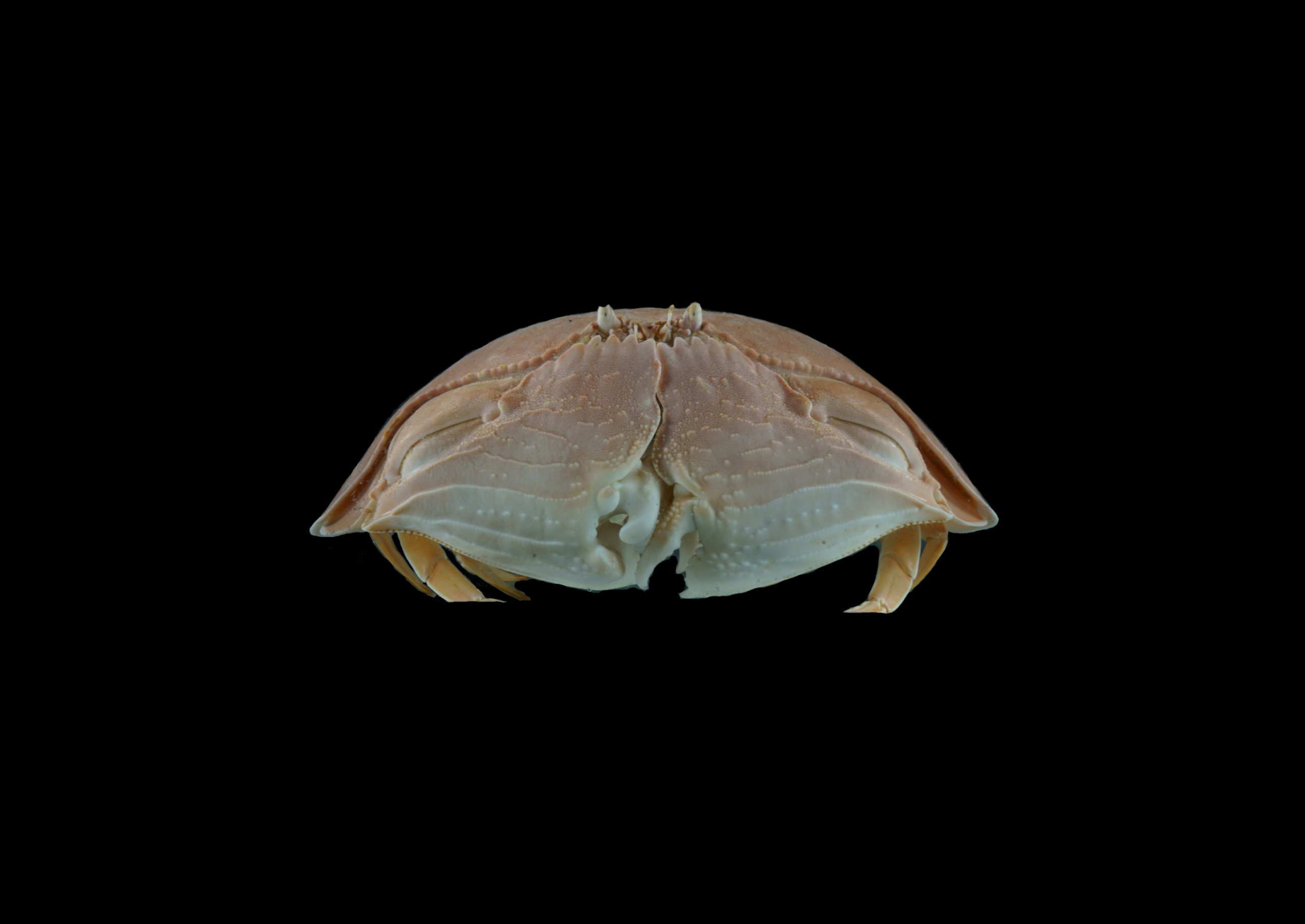 マルソデカラッパ | 公益財団法人 黒潮生物研究所