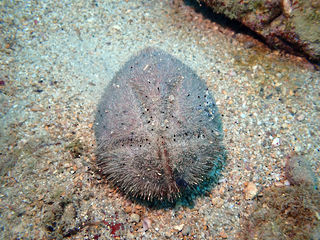 オオブンブク Brissus agassizii Döderlein, 1885｜超黒潮生物図鑑