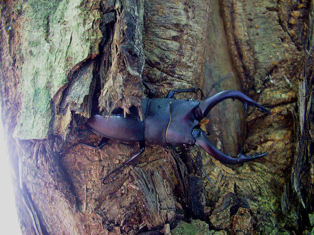 クワガタ野外採集記（昆虫採集記）2015年【No.16】ミヤマクワガタ特大