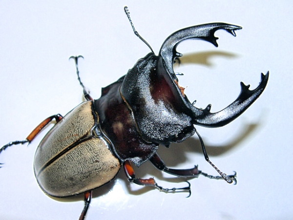 大型フェモラリスツヤクワガタ 原名亜種 【公式通販】