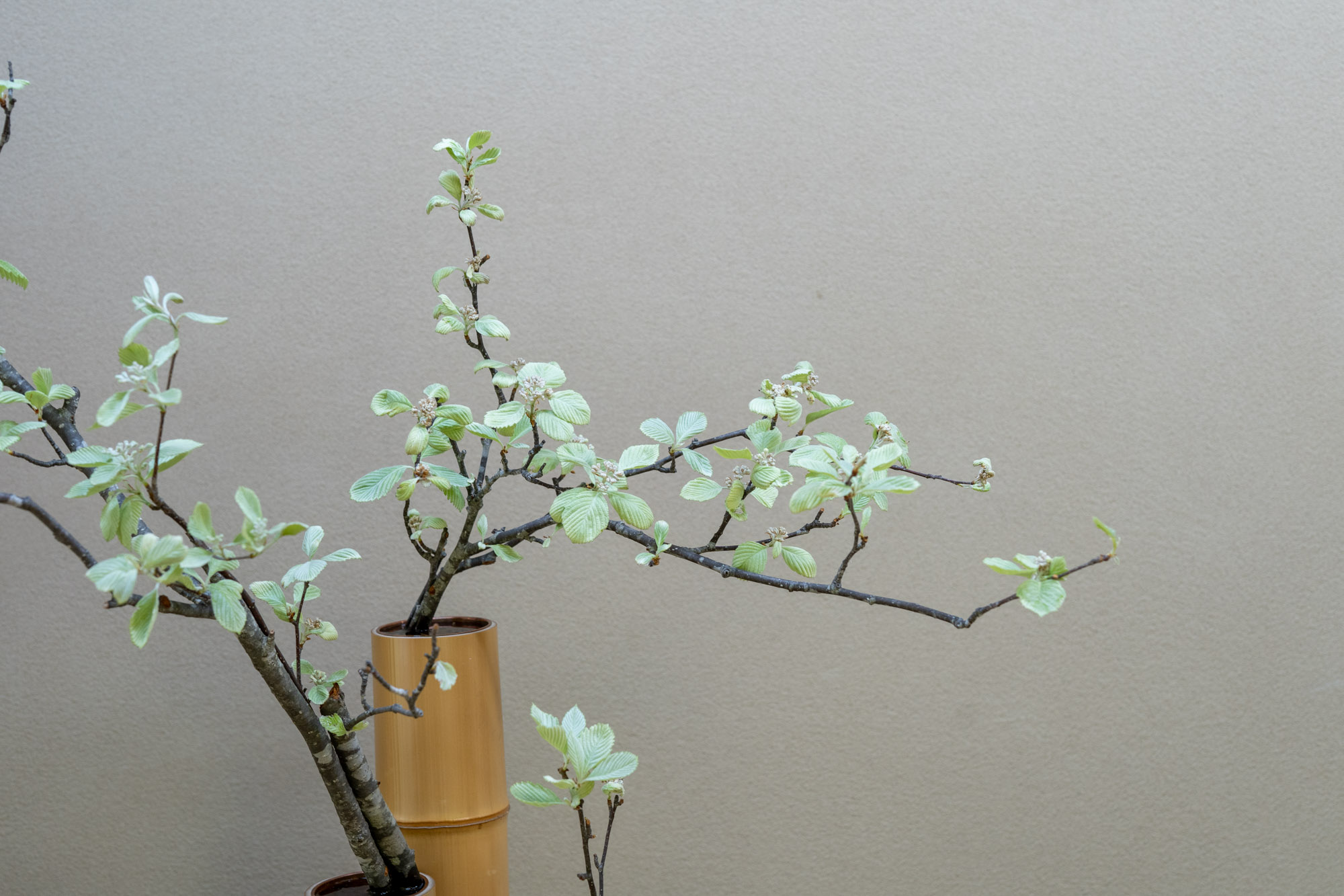 02A05-寄せ筒 三管 左旋| 中西千里甫いけばな教室 | ひらかた京町家