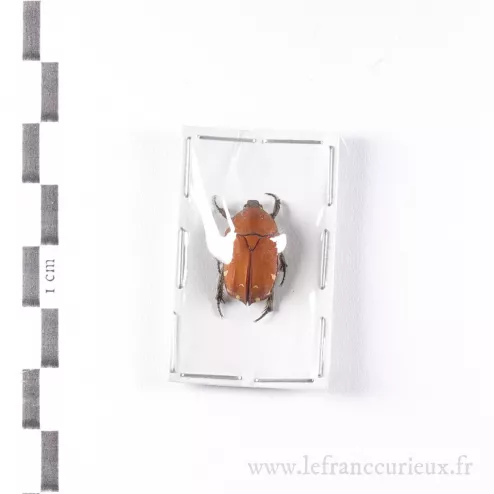 Heliocopris hermes - mâle - 36-37mm