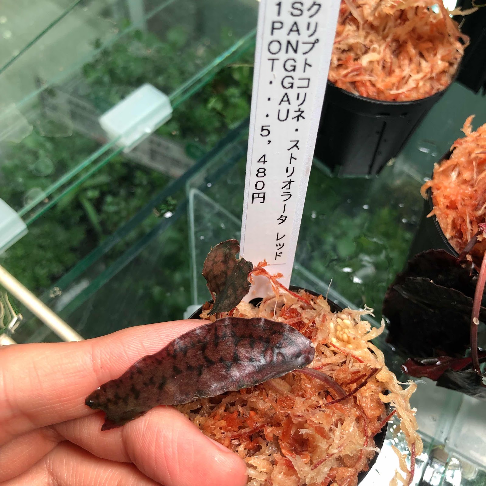 アクアテイク‐E ブログ: 2023.1.20(金)入荷情報