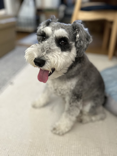 ロイヤルカナン ミニチュアシュナウザー 成犬～高齢犬用 3kg (生後10