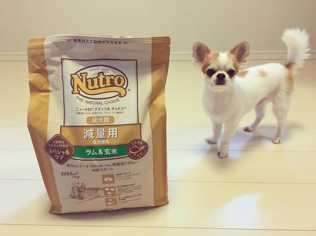 ニュートロナチュラルチョイス成犬用中型犬〜大型犬用ラム&玄米14kg