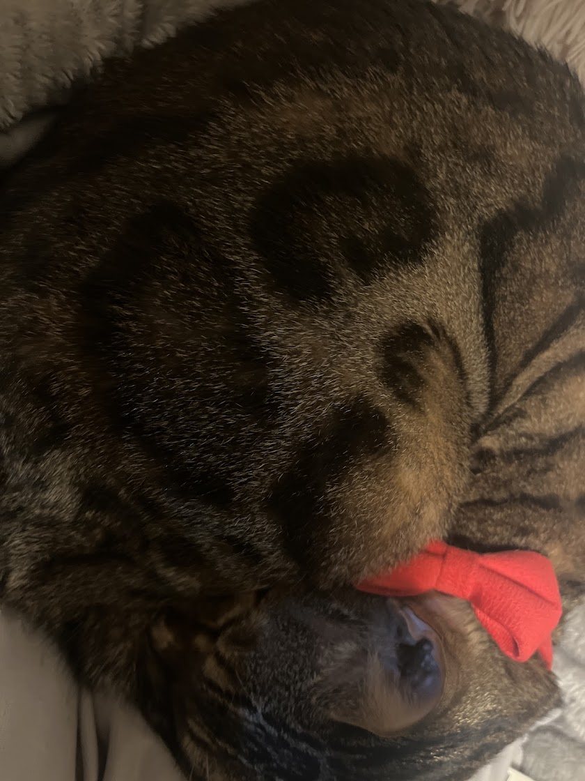 ロイヤルカナン インドア 4kg (生後12カ月齢以上) Pets-first ONLINESTORE