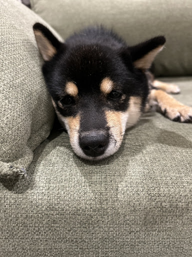 ロイヤルカナン 柴犬 成犬用 8kg (生後10カ月齢以上) Pets-first