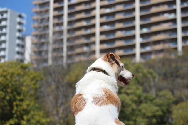 まちづくりにも関わるペットとの共生。日本愛玩動物協会『ペット共生