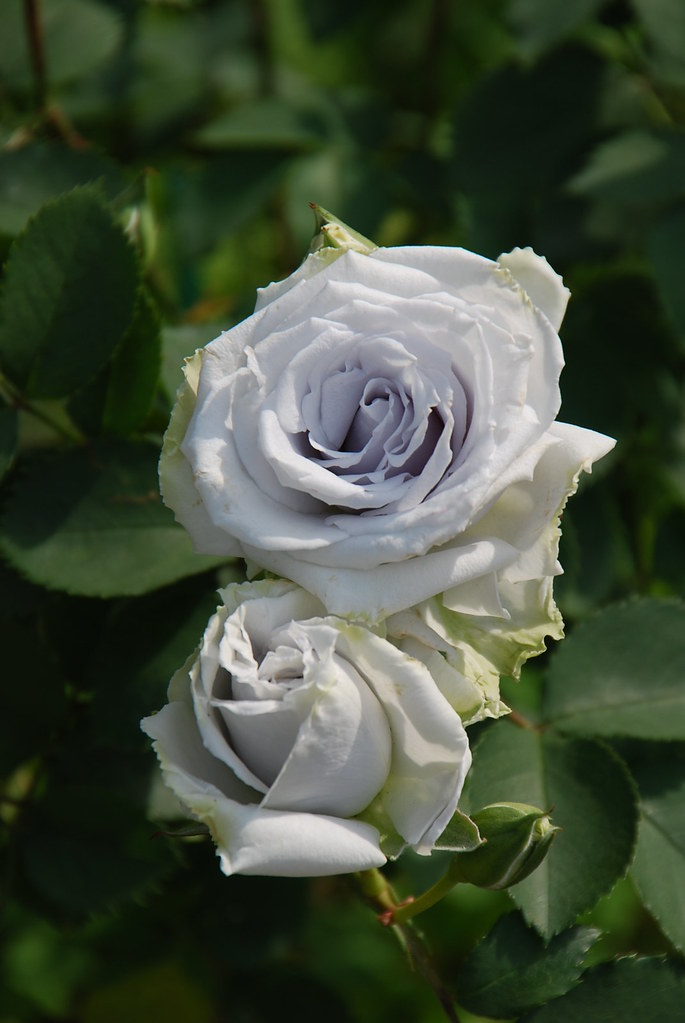 Blue Heaven ブルーヘブン | Yatsu Rose Garden, Yatsu, Narashino, Ch