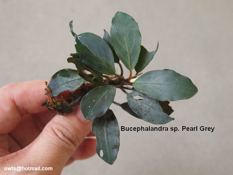 Bucephalandra sp. Pearl Grey | MyPlant@SG.OTS | Flickr