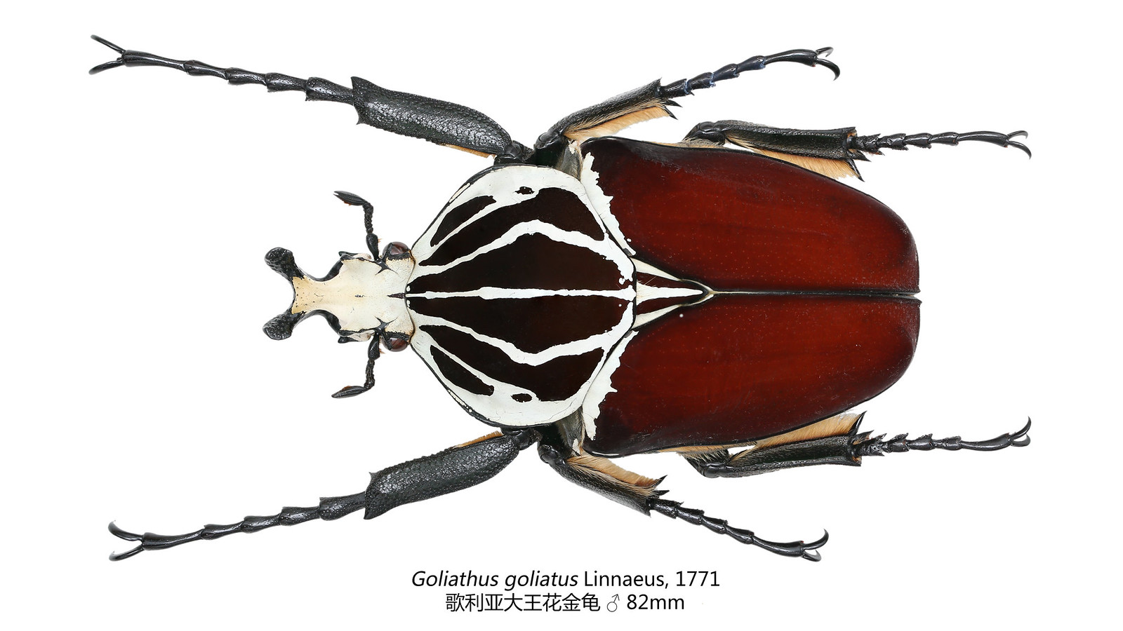 Goliathus goliatus Linnaeus, 1771 | 侯鸣飞 | Flickr