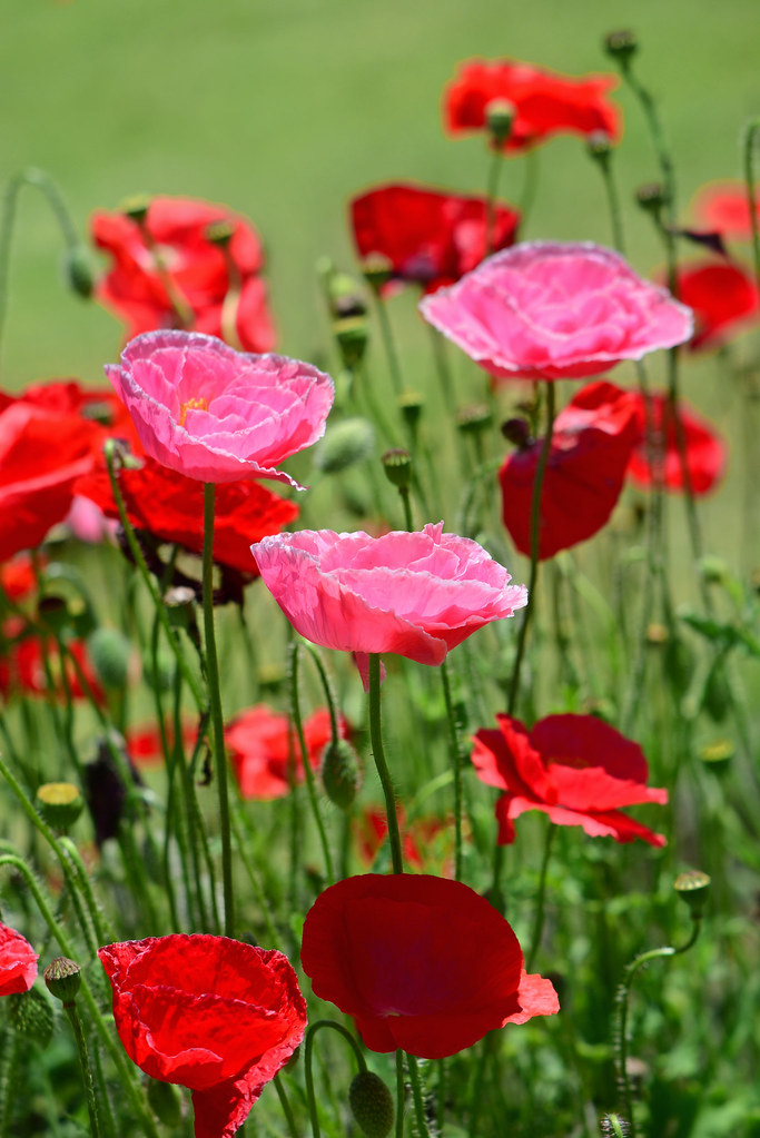 芥子(ケシ)とは？ 意味や使い方 - コトバンク 掛軸 罌粟 芥子 ケシ