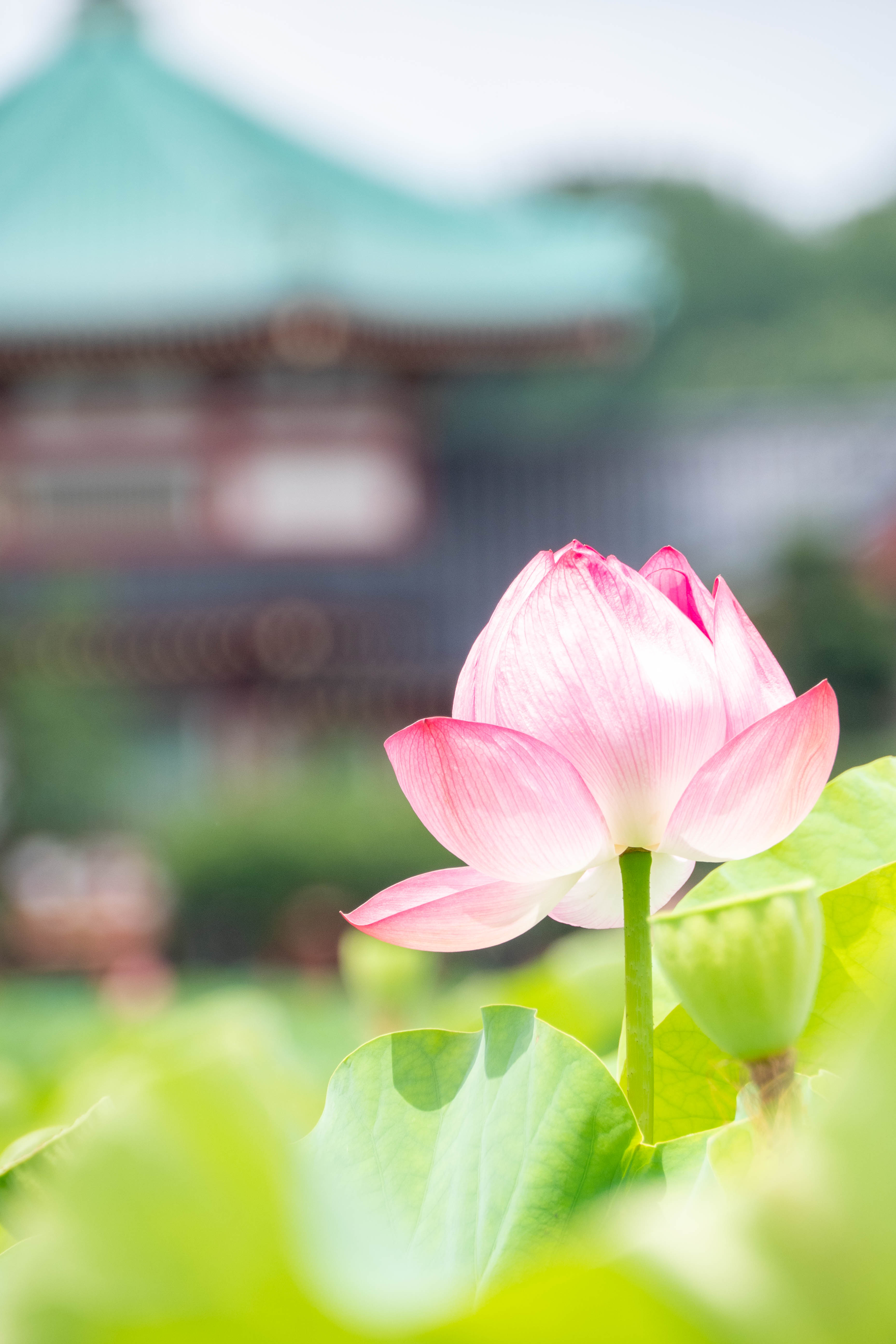 上野の蓮の油絵 上野の蓮の油絵