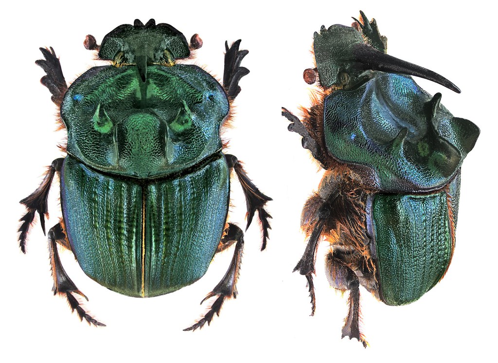 Coprophanaeus bonariensis 32mm 35mm Coprophanaeus bonariensis 32mm