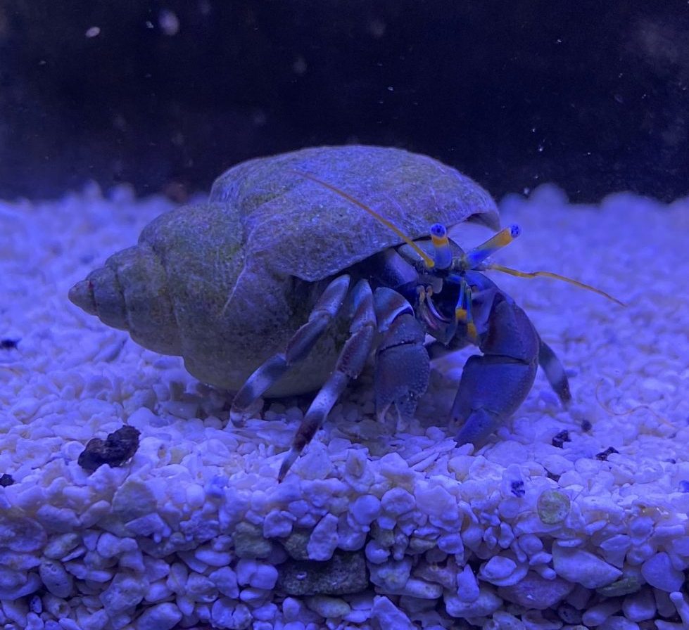 Zebra Hermit Crab - Live Gem Factory Ltd.
