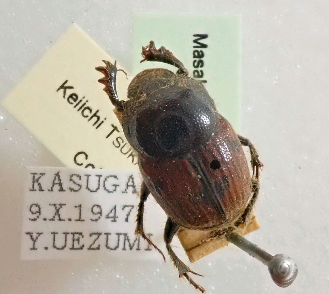 土曜日まで限定セール 昆虫標本 コガネムシ 土曜日まで限定セール 昆虫