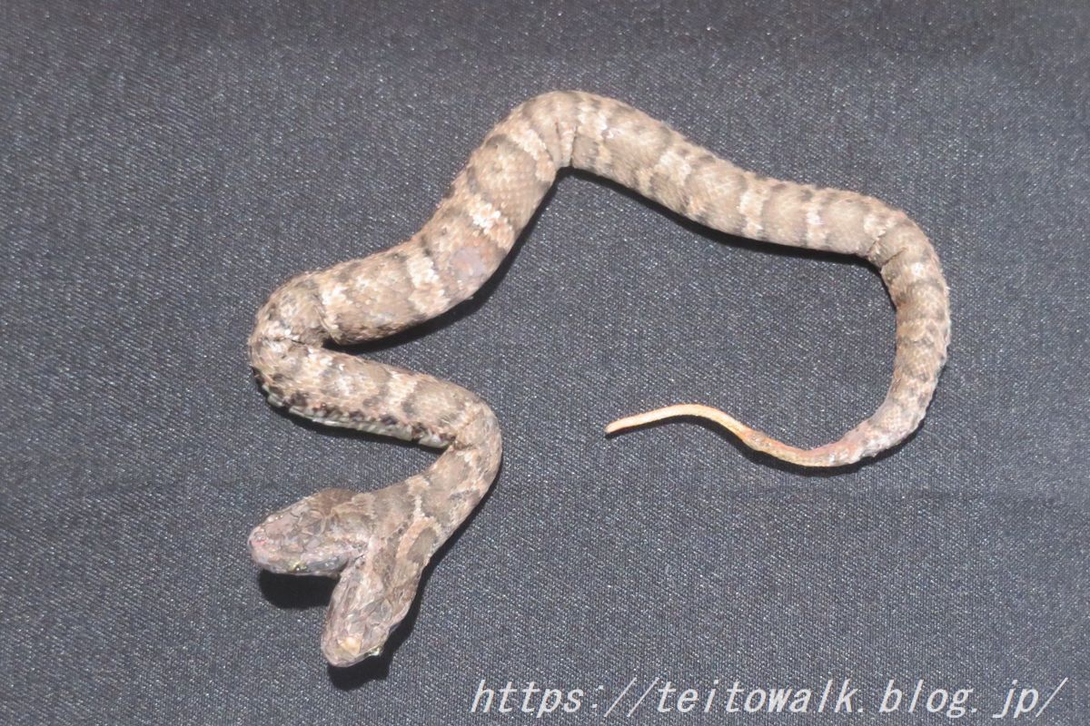 日本マムシの脱け殻 標本 【公式通販】