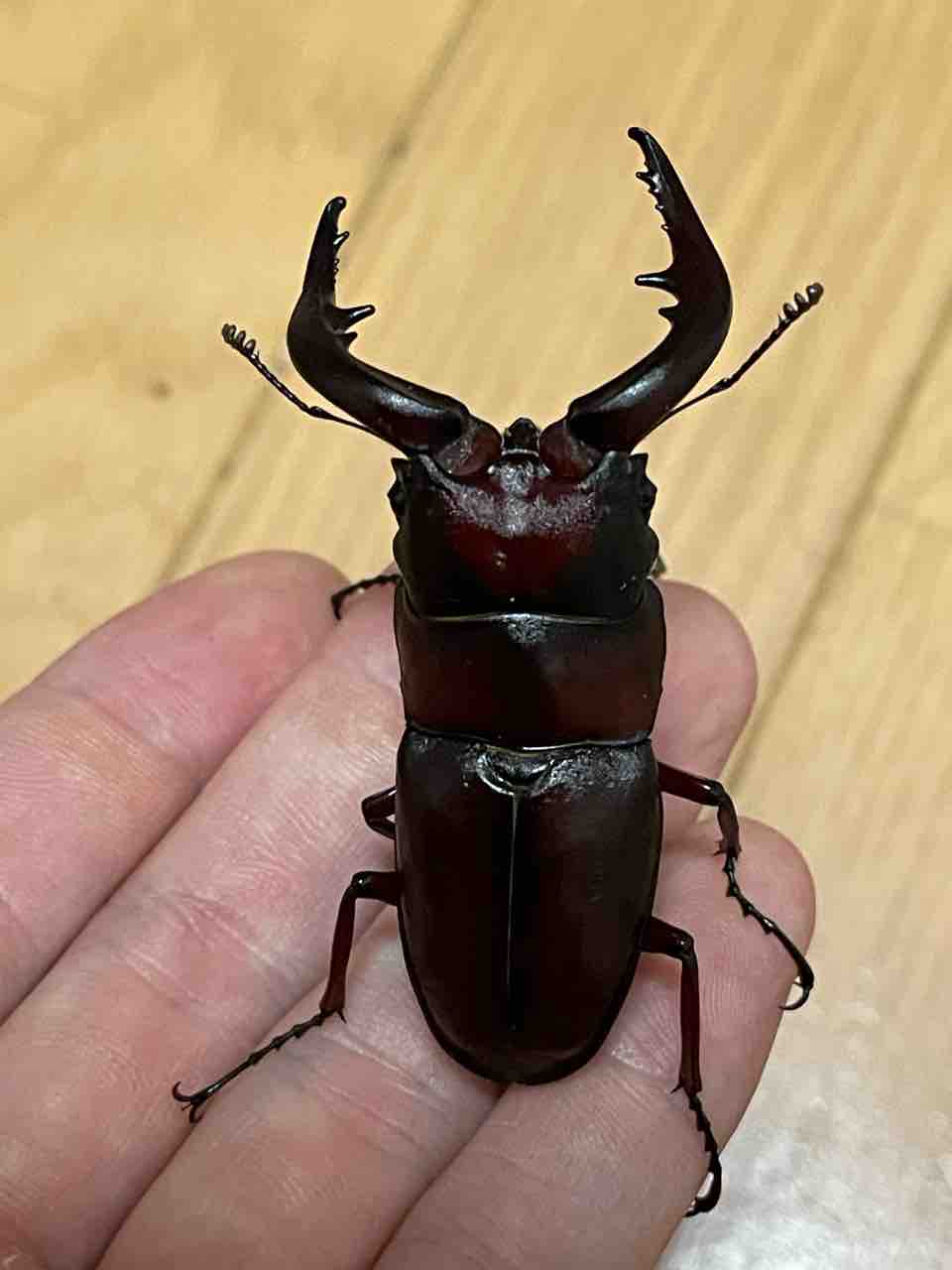 新成虫2ペア】クロシマノコギリクワガタ【クロシマノコギリ】♂64㎜63㎜♀