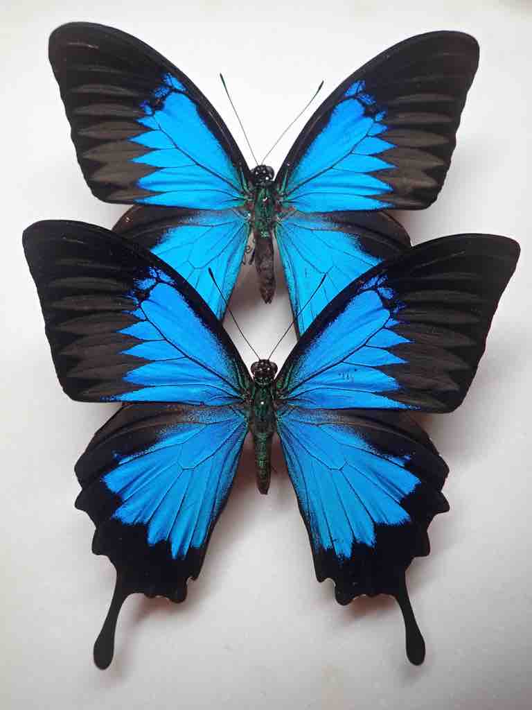 インセクトFan2022購入標本 : ばいおの採集日記