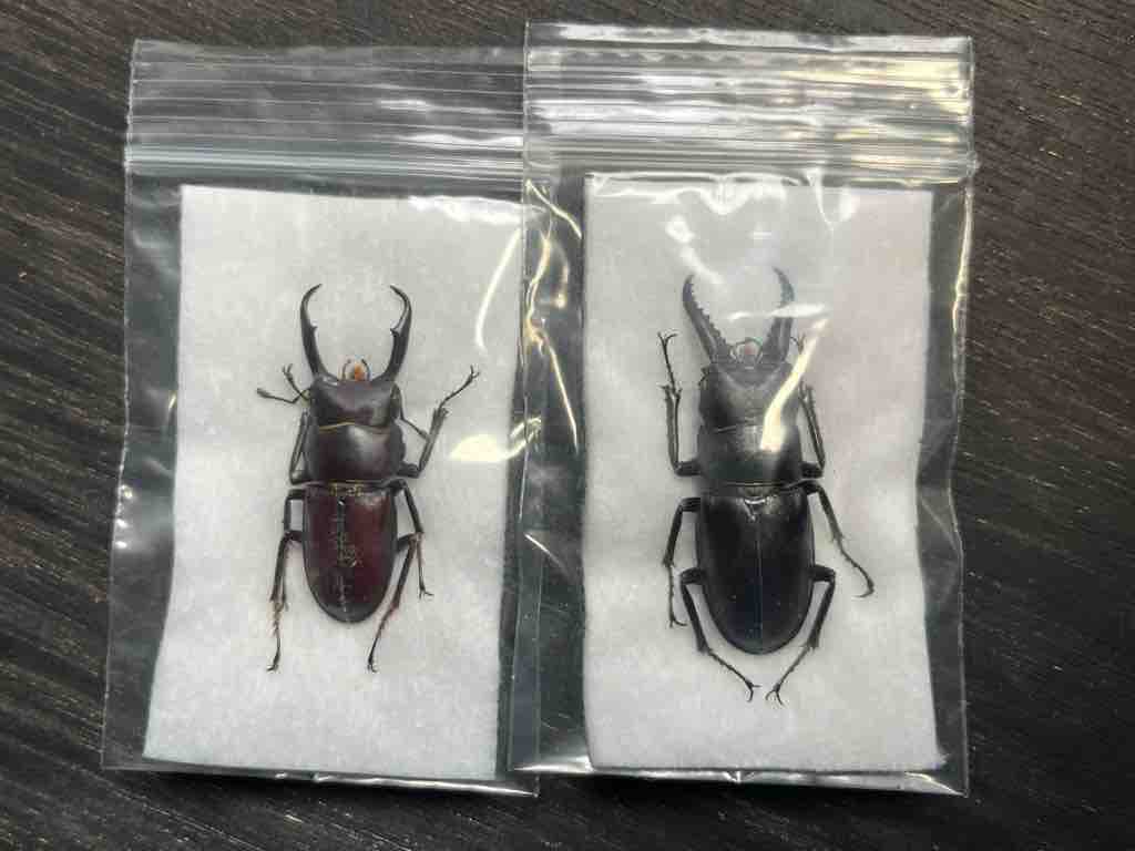 標本整理と頂き物紹介 : ばいおの採集日記