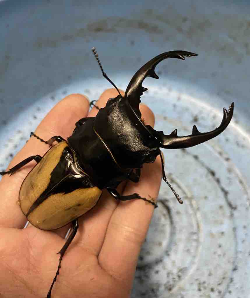 ブルマイスターツヤクワガタ 飼育記(2020～2021) : テツのツヤクワ素人飼育