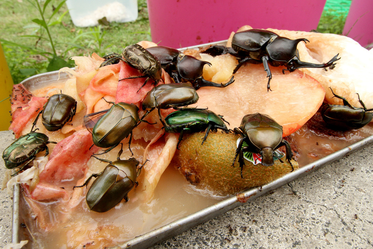 HIDを使ったライトトラップ : ありんこ日記 AntRoom