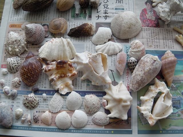 ブルブル石垣島 拾い物編 : えのしま貝散歩