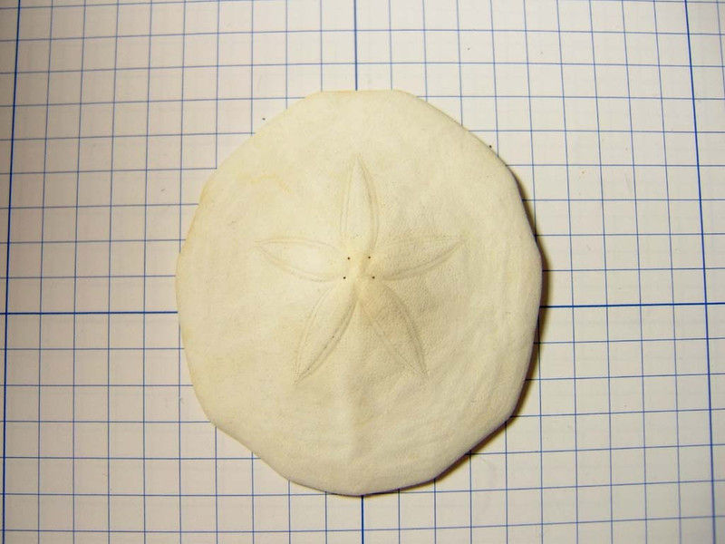 ウニ（スカシカシパン）の箱入り標本 - aiai生物部 | minne byGMO