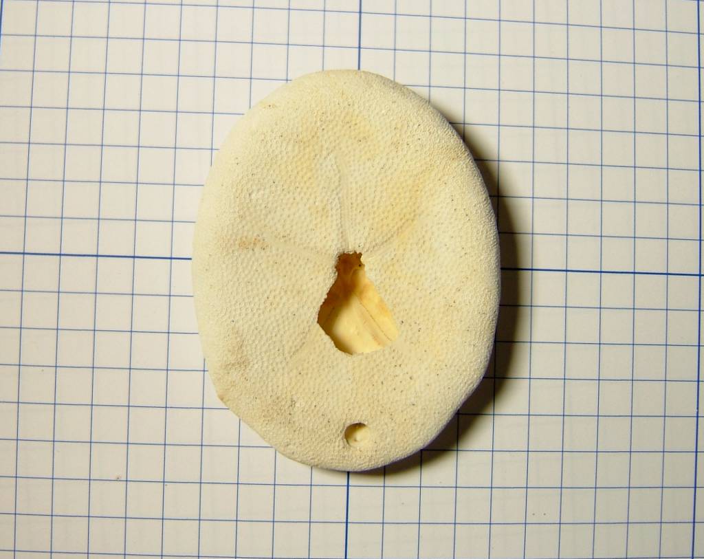 Peronella lesueuri殻