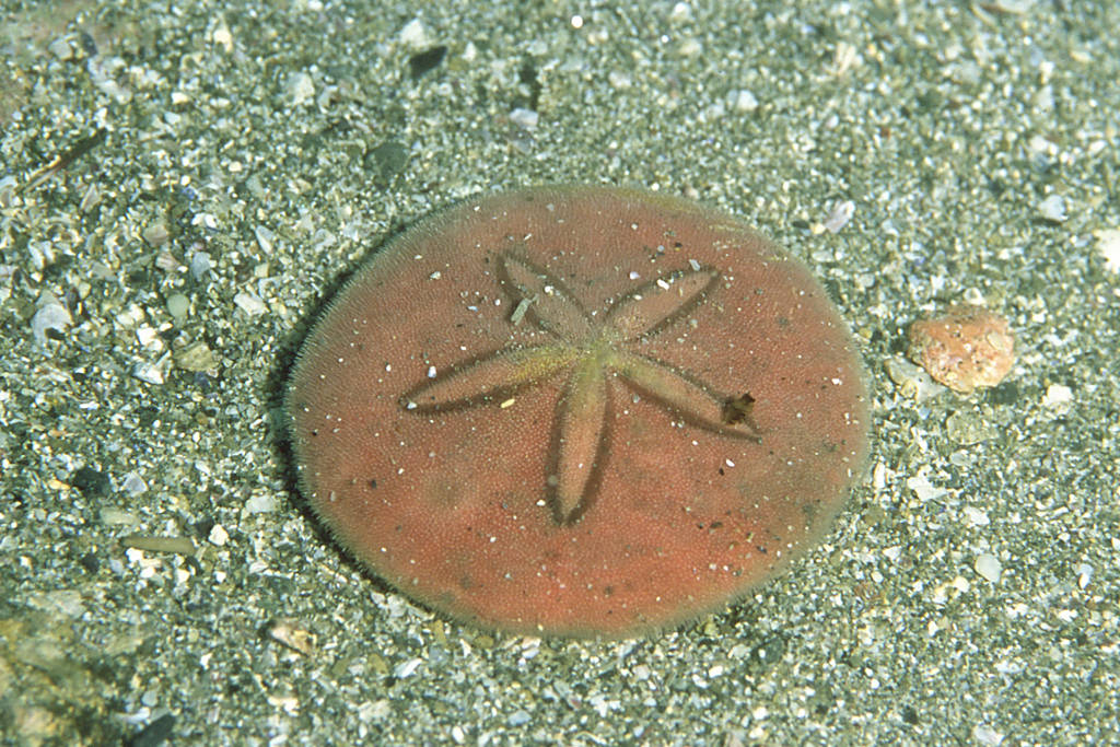 Peronella lesueuri殻