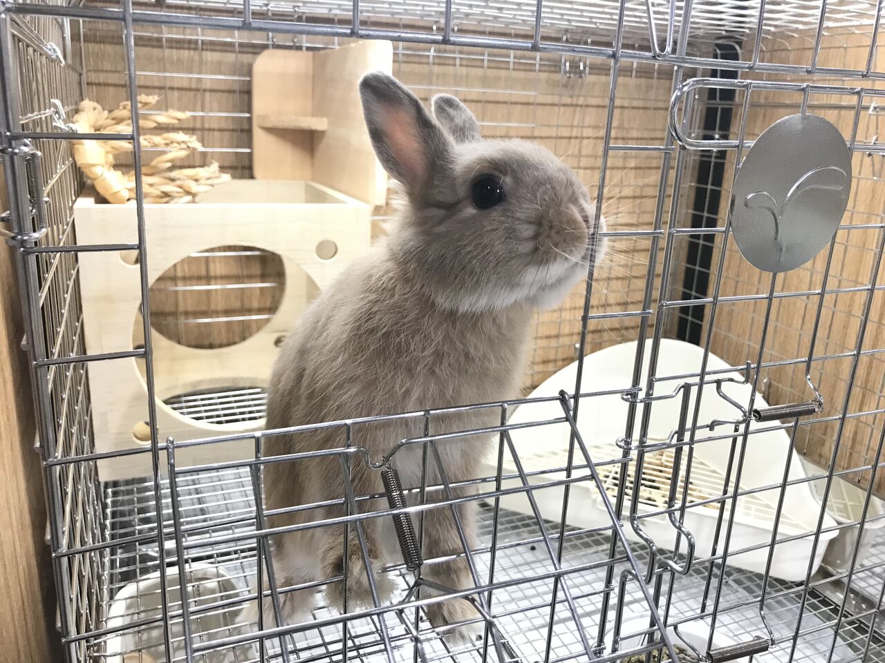 うさぎのしっぽ プロケージ80 シルバー