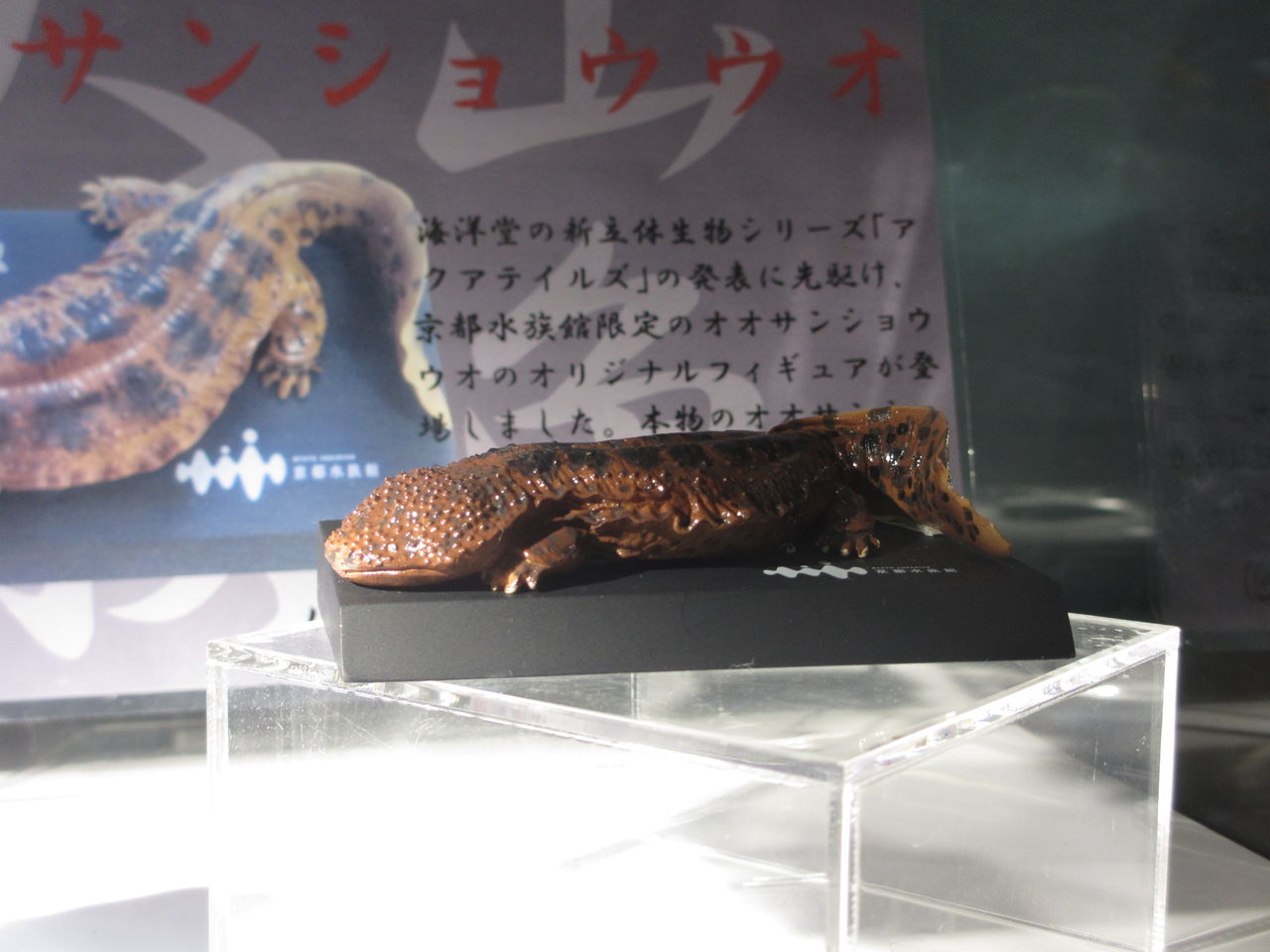 京都水族館限定 オオサンショウウオ フィギュア 海洋堂