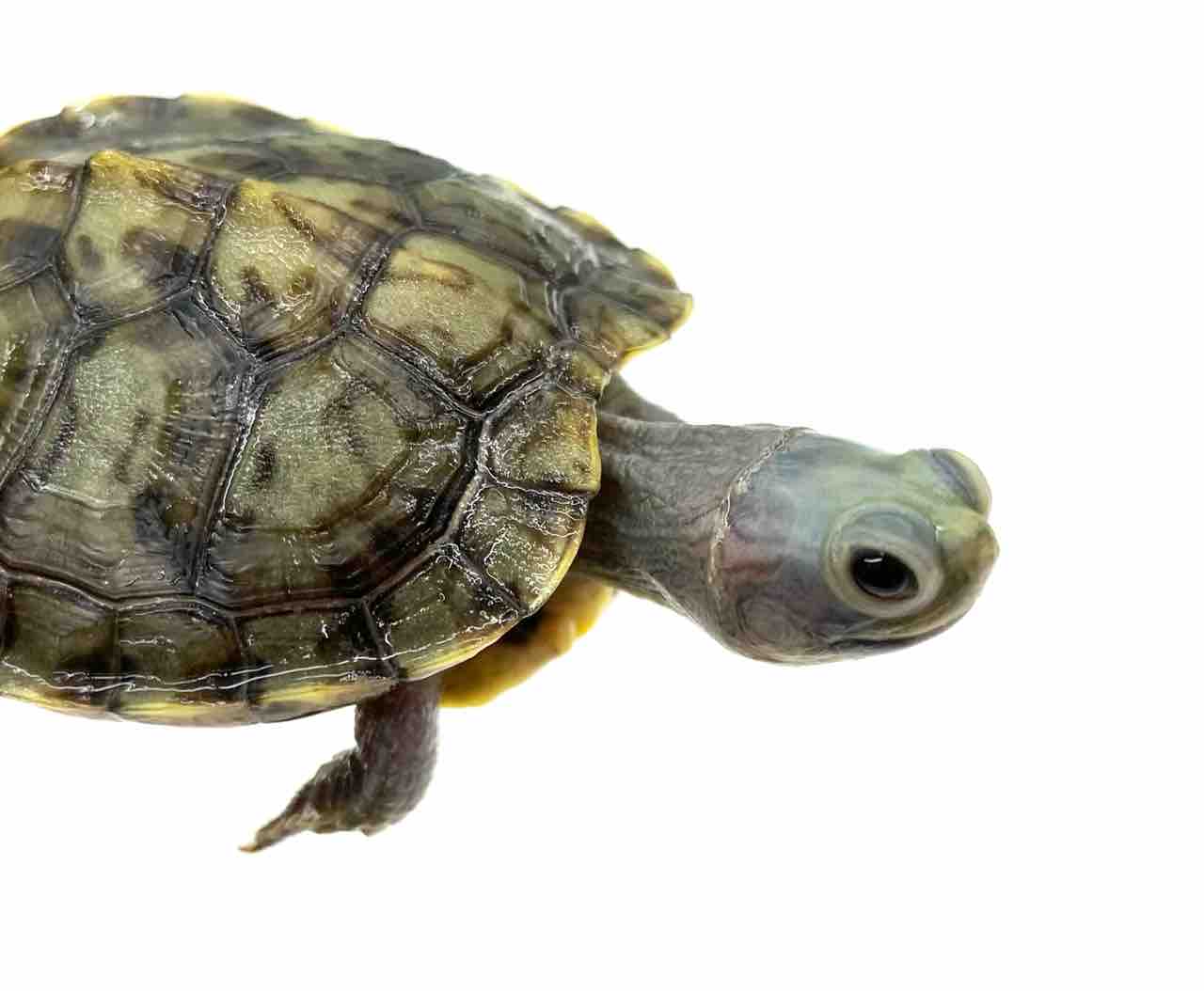 生体紹介！色変ミドリガメいろいろ〜 : 爬虫類倶楽部 J ジョイフル