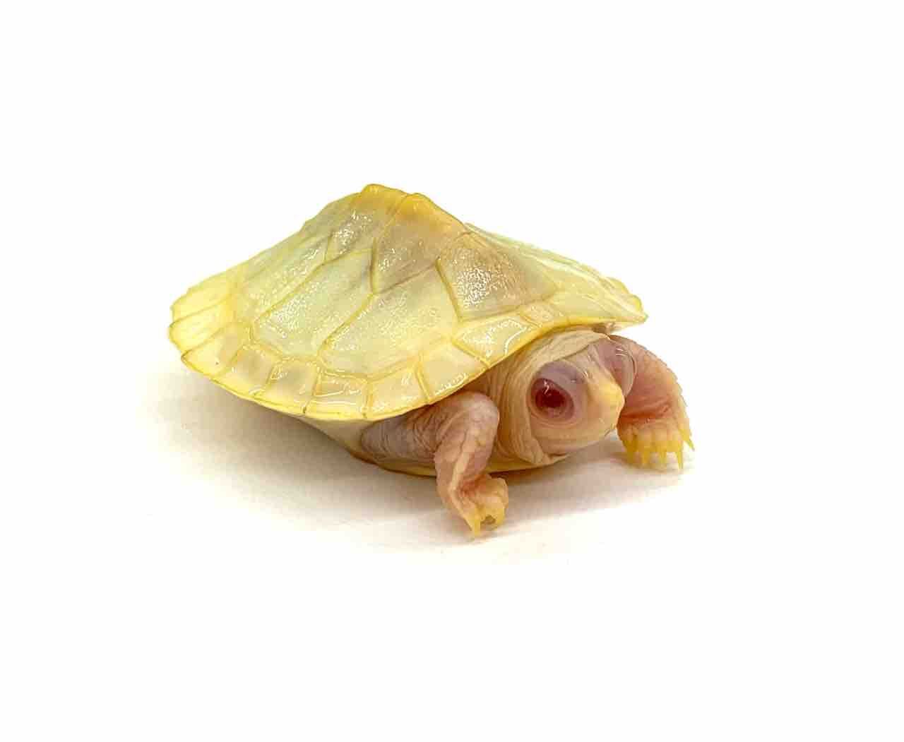 生体紹介！色変ミドリガメいろいろ〜 : 爬虫類倶楽部 J ジョイフル