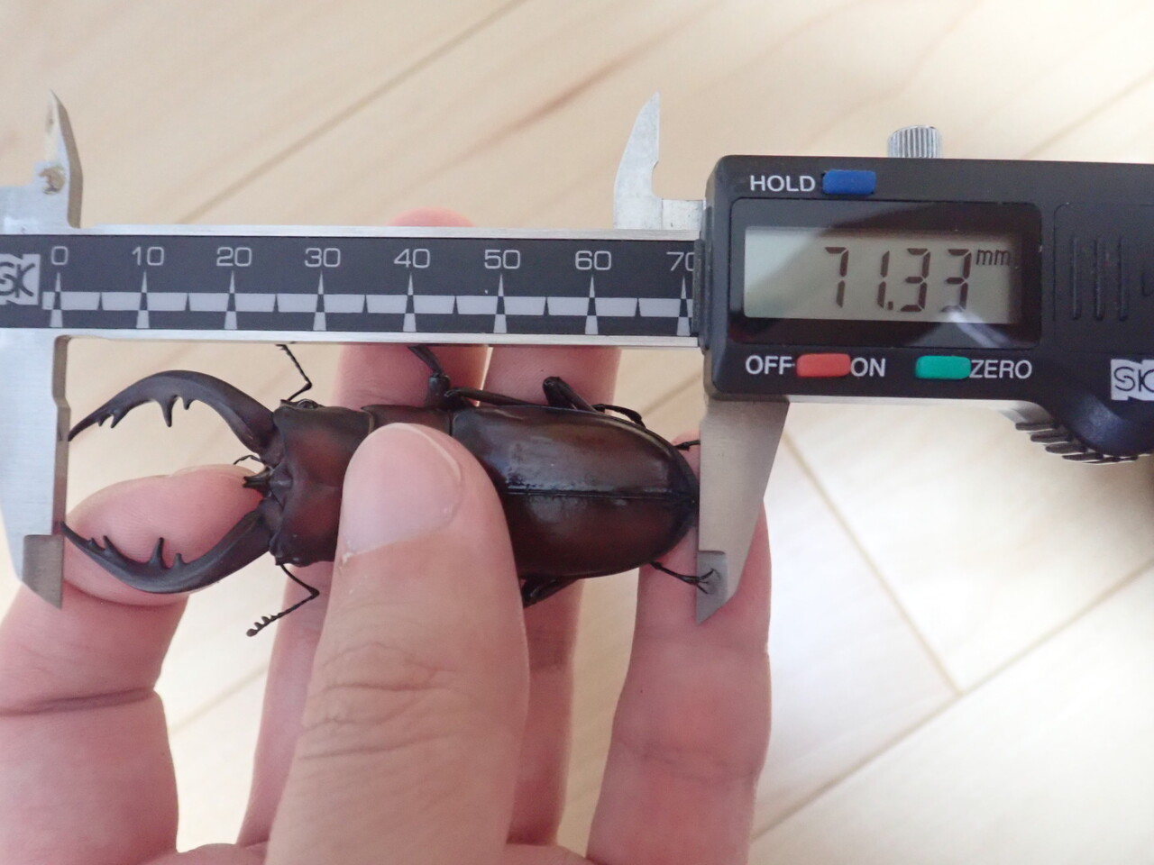 トクノシマノコギリ（WF1）飼育記 : NEOの虫採りはいじゃんぷ