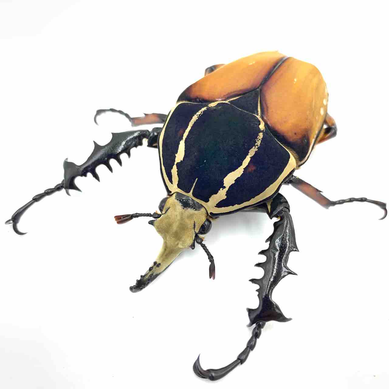 大型ミヤマ・大型エゾミヤマ・大型ノコギリ標本3点セット 【公式通販】