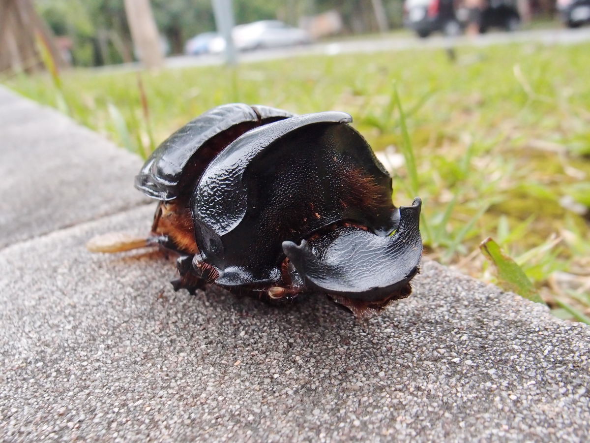 オウサマナンバンダイコクコガネ（オス） - Heliocopris in カオヤイ