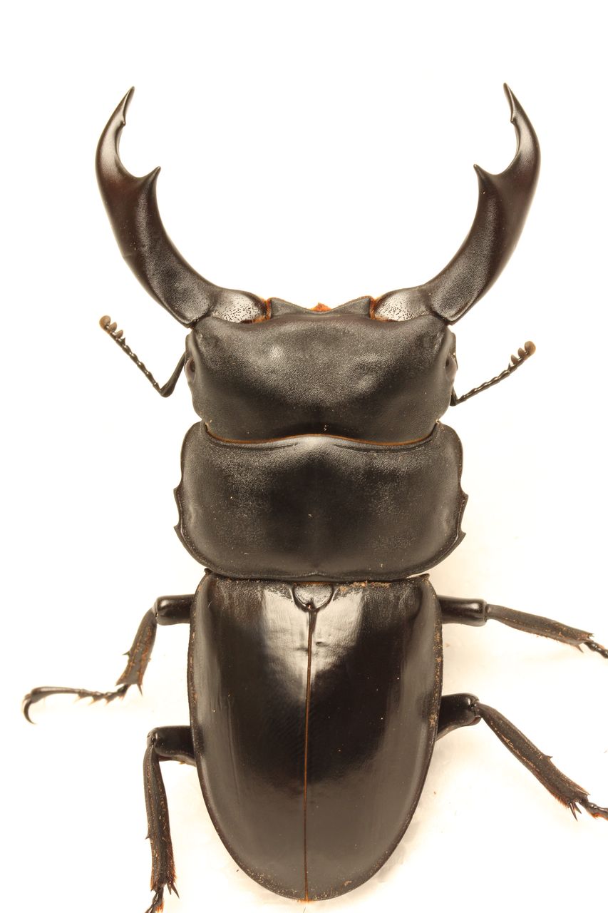 シェンクリングオオクワガタ飼育記 2~3世代目羽化 : オオカブトの部屋