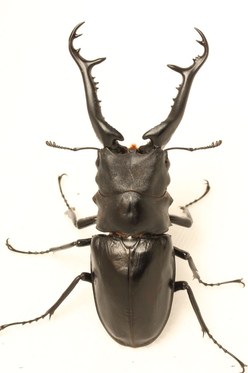 だ*き様 5周年 ハードコーティング ギラファノコギリクワガタ だ*き様