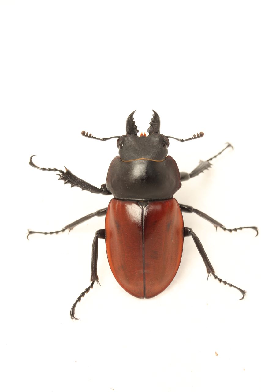 ニティドゥスマルバネクワガタ飼育記 : オオカブトの部屋