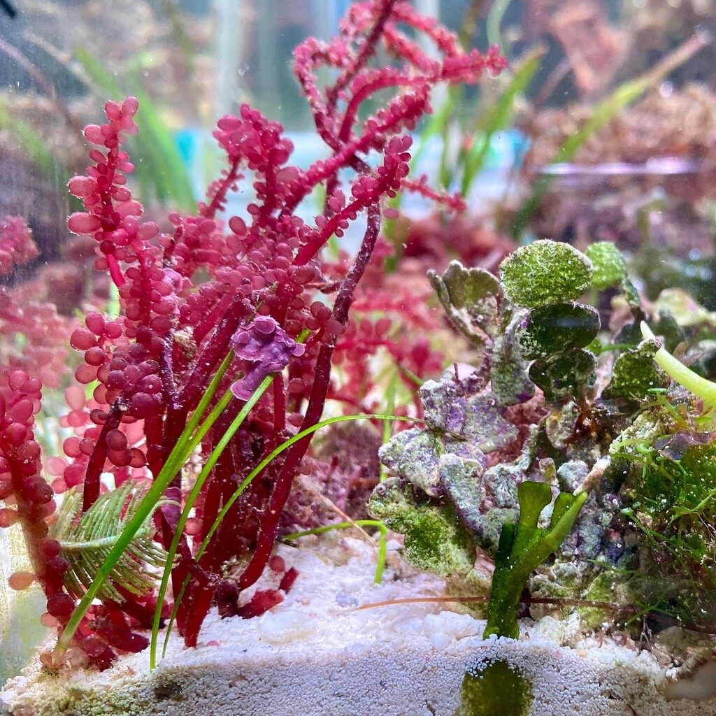 紅藻】マサゴシバリ科 : SONOアクアプランツファーム水草・海藻情報局